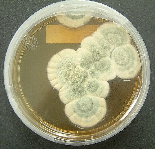 Penicillium notatum